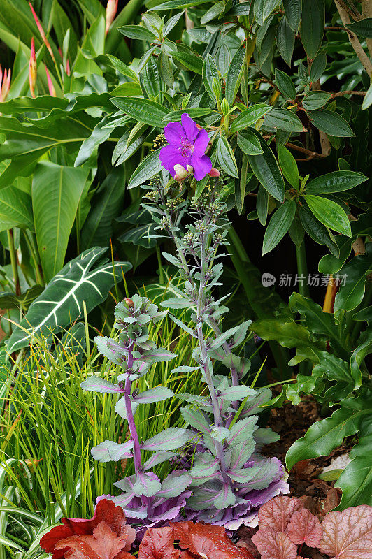 Tibouchina urvilleana